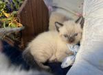 Siamese Snowshoe Babies - Snowshoe Kitten For Sale - Lincoln&comma; CA&comma; US