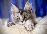 Boba - Maine Coon Kitten For Sale - 