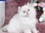 Golden Point British Longhair Boy - British Shorthair Kitten For Sale - Los Angeles&comma; CA&comma; US