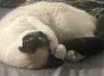 Alice - Snowshoe Cat For Sale - Birch Bay&comma; WA&comma; US