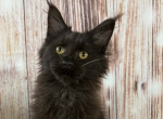 Daniel - Maine Coon Kitten For Sale - Brighton&comma; CO&comma; US