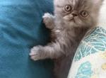 Princess - Persian Kitten For Sale - 