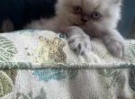 Snowy - Persian Kitten For Sale - 