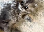 Picky - Persian Kitten For Sale - Allen&comma; TX&comma; US