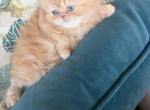 Ginger - Persian Kitten For Sale - Allen&comma; TX&comma; US