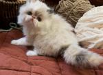 Exotic Longhair looking for loving home - Exotic Kitten For Sale - Harrisburg&comma; PA&comma; US