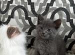 Ziko - Russian Blue Kitten For Adoption - Westmont&comma; IL&comma; US