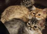 Brownie - Persian Kitten For Sale - Westbury&comma; NY&comma; US