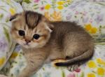 Daisy - Scottish Fold Kitten For Sale - Grand Rapids&comma; MI&comma; US
