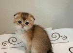 GINGER - Scottish Fold Kitten For Sale - 