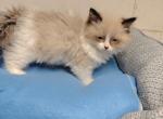 Ragdoll kittens - Ragdoll Kitten For Sale - MI&comma; US