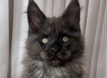 Kronos - Maine Coon Kitten For Sale - Brighton&comma; CO&comma; US
