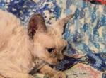 Baby - Devon Rex Kitten For Sale - Lynchburg&comma; VA&comma; US