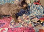 Blue - Devon Rex Kitten For Sale - Lynchburg&comma; VA&comma; US