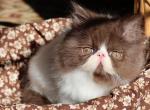 CFA registered Knitstitch Cookie - Persian Kitten For Adoption - Raphine&comma; VA&comma; US