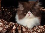 CFA registered Knitstitch Little Zachary - Persian Kitten For Adoption - Raphine&comma; VA&comma; US
