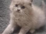 Tica mink ragdoll - Ragdoll Kitten For Sale - Pittsburgh&comma; PA&comma; US
