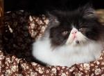 CFA registered Knitstitch Sheffy - Persian Kitten For Adoption - Raphine&comma; VA&comma; US