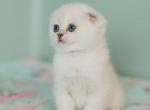 Belle - Scottish Fold Kitten For Sale - Miami&comma; FL&comma; US