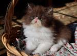 CFA registered Knitstitch Little Franz - Persian Kitten For Adoption - Raphine&comma; VA&comma; US