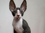 Riccardo - Cornish Rex Kitten For Sale