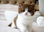 Amur - British Shorthair Kitten For Sale - Norwalk&comma; CT&comma; US