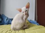Popcorn - Siamese Kitten For Sale - Hollywood&comma; FL&comma; US