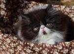 CFA registered Knitstitch Shelly - Persian Kitten For Adoption - Raphine&comma; VA&comma; US