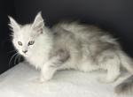 Ninety Nine Percent Sterling - Maine Coon Kitten For Sale - Union City&comma; MI&comma; US