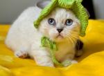 Naytiri - Munchkin Kitten For Sale - Pembroke Pines&comma; FL&comma; US