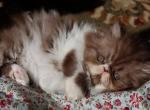 CFA registered Knitstitch Frannie - Persian Kitten For Adoption - Raphine&comma; VA&comma; US