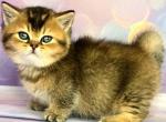 Romeo - Munchkin Kitten For Sale - Pembroke Pines&comma; FL&comma; US