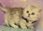 Luna - Munchkin Kitten For Sale - Pembroke Pines&comma; FL&comma; US