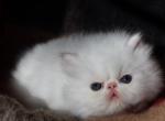 CFA registered Knitstitch Alfredo Little Chum - Persian Kitten For Adoption - Raphine&comma; VA&comma; US