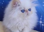 Fill - Persian Kitten For Sale - Pembroke Pines&comma; FL&comma; US
