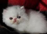 CFA registered Knitstitch Little Pal - Persian Kitten For Adoption - Raphine&comma; VA&comma; US