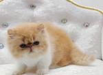 Ellie - Persian Kitten For Sale - Pembroke Pines&comma; FL&comma; US