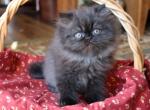 CFA registered Knitstitch Otis - Persian Kitten For Adoption - Raphine&comma; VA&comma; US