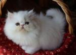 CFA registered Knitstitch Fritz - Persian Kitten For Adoption - Raphine&comma; VA&comma; US