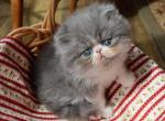 CFA registered Knitstitch Sofia - Persian Kitten For Adoption - Raphine&comma; VA&comma; US