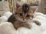 Lord - British Shorthair Kitten For Sale - 