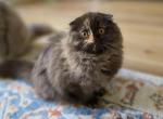 Uniqua - Scottish Fold Kitten For Sale - Denver&comma; CO&comma; US