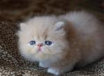 CFA registered Knitstitch Biscotti - Persian Kitten For Adoption - Raphine&comma; VA&comma; US