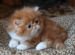 CFA registered Knitstitch Firefly - Persian Kitten For Adoption - Raphine&comma; VA&comma; US