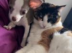 Princess - Domestic Cat For Adoption - Dallas&comma; TX&comma; US