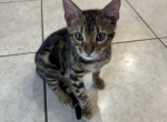 Onyx READY FOR PICKUP - Bengal Kitten For Sale - 