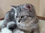 Mishmish - Scottish Straight Kitten For Sale - Buffalo&comma; NY&comma; US