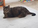 Jean - Bengal Cat For Adoption - Saint Hedwig&comma; TX&comma; US