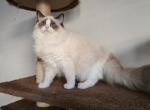 Sylvia - Ragdoll Kitten For Sale - Brooklyn&comma; NY&comma; US