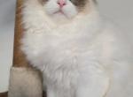 Sylvia - Ragdoll Kitten For Sale - Brooklyn&comma; NY&comma; US